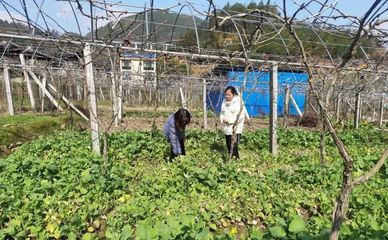壽寧犀溪 科技特派員田間“把脈問診”，精準(zhǔn)助力春耕生產(chǎn)