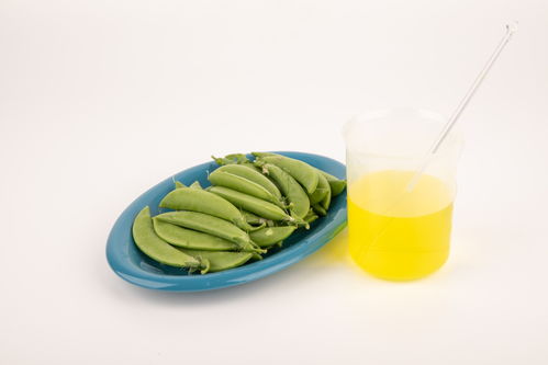 甜碗豆食品安全 農(nóng)業(yè)科技、食品培育與視覺表達(dá)的交匯點(diǎn)