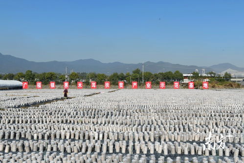 小木耳，大機(jī)遇 梅州南方長壽生物科技公司掛牌粵港澳大灣區(qū)“菜籃子”生產(chǎn)基地，引領(lǐng)農(nóng)業(yè)科技新浪潮